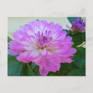 CD: Lavender Dahlia Frische Pasta machen Postkarte