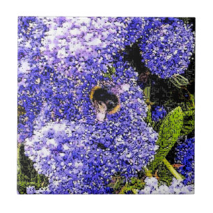Ceanothus-Blume Fliese
