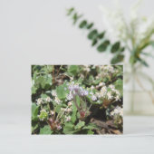 Ceanothus prostratus postkarte (Stehend Vorderseite)