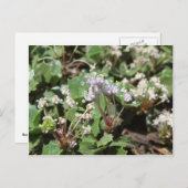 Ceanothus prostratus postkarte (Vorne/Hinten)