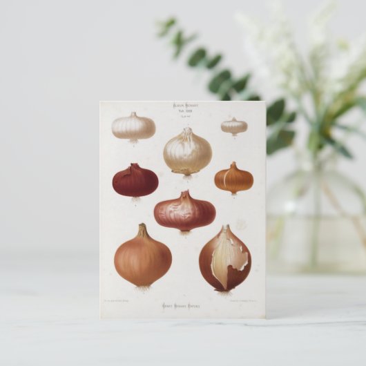 Cebollas - Postal Postkarte (Stehend Vorderseite)