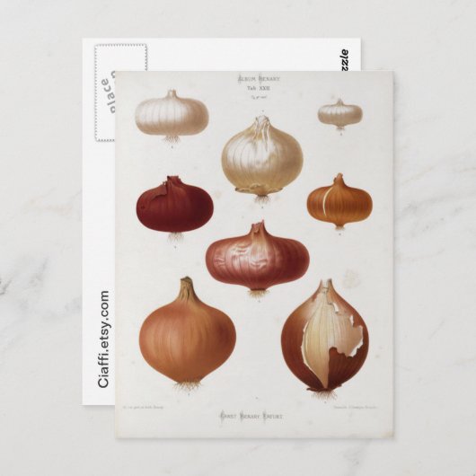 Cebollas - Postal Postkarte (Vorne/Hinten)