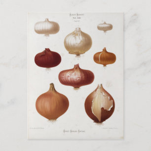 Cebollas - Postal Postkarte