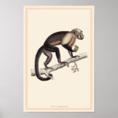 CEBUS MONACHUS-MONKEY-DRUCK POSTER (Vorne)