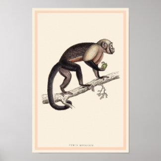 CEBUS MONACHUS-MONKEY-DRUCK POSTER