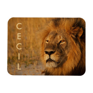 Cecil der Löwe aus Afrika Magnet