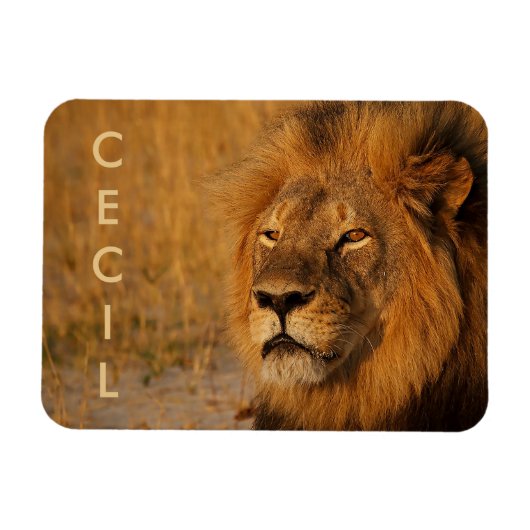 Cecil der Löwe aus Afrika Magnet (Horizontal)