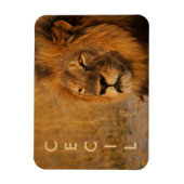 Cecil der Löwe aus Afrika Magnet (Vertikal)