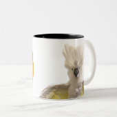 Cecil-Tasse Zweifarbige Tasse (VorderseiteRechts)