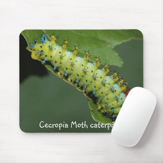Cecropia-Motten-Raupe Mousepad (Mit Mouse)