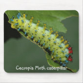 Cecropia-Motten-Raupe Mousepad (Vorne)