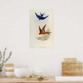 Cecropis Hyperythra (Sri Lanka Schlucken) Poster (Küche)