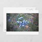 Cedar Berries Postkarte (Vorne/Hinten)