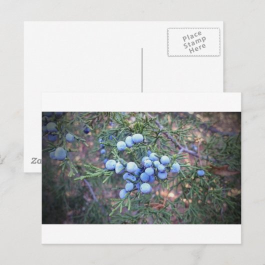 Cedar Berries Postkarte (Vorne/Hinten)