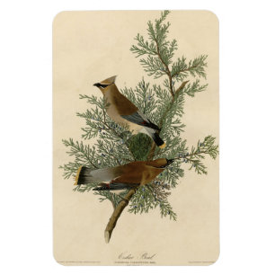 Cedar Bird, Cedar Waxwing Audubon Birds of America Magnet