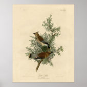 Cedar Bird, Cedar Waxwing Audubon Birds of America Poster (Vorne)