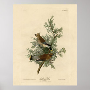 Cedar Bird, Cedar Waxwing Audubon Birds of America Poster