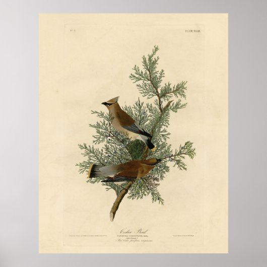 Cedar Bird, Cedar Waxwing Audubon Birds of America Poster (Vorne)