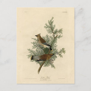 Cedar Bird, Cedar Waxwing Audubon Birds of America Postkarte