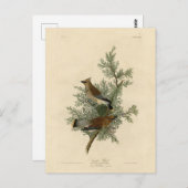 Cedar Bird, Cedar Waxwing Audubon Birds of America Postkarte (Vorne/Hinten)