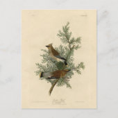 Cedar Bird, Cedar Waxwing Audubon Birds of America Postkarte (Vorderseite)