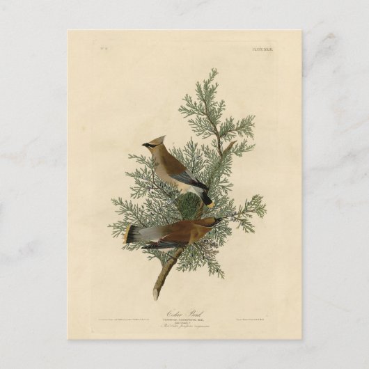 Cedar Bird, Cedar Waxwing Audubon Birds of America Postkarte (Vorderseite)