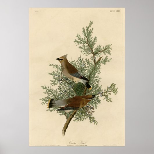 Cedar Bird Poster (Vorne)