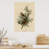 Cedar Bird Poster (Küche)