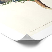 Cedar Bird von Audubon Poster (Ecke)