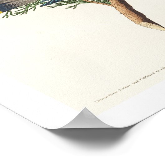 Cedar Bird von Audubon Poster (Ecke)