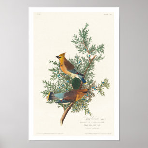 Cedar Bird von Audubon Poster