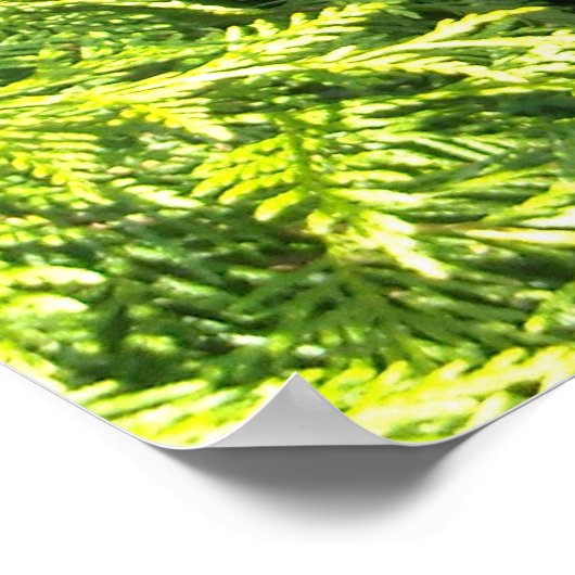 Cedar Hedge Poster (Ecke)