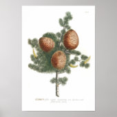Cedar Poster (Vorne)