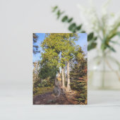 Cedar Throne Tettegouche Minnesota Postkarte (Stehend Vorderseite)