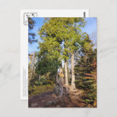 Cedar Throne Tettegouche Minnesota Postkarte (Vorne/Hinten)