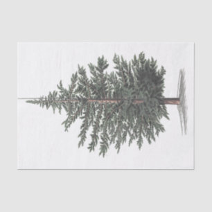 Cedar Tree Pflanze Seidenpapier