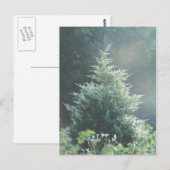 Cedar Tree Postcard Postkarte (Vorne/Hinten)