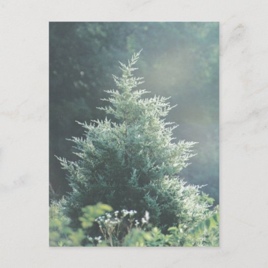 Cedar Tree Postcard Postkarte (Vorderseite)