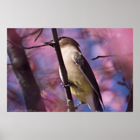 Cedar Waxing in den Kirschblütenplakaten Poster (Vorne)