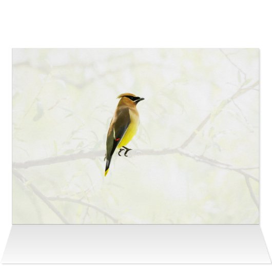 Cedar Waxwing (Innenansicht Horizontal (Oben))