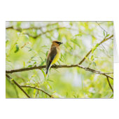Cedar Waxwing (Vorderseite (Horizontal))