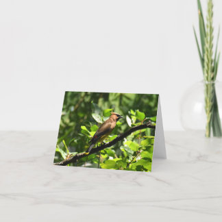 Cedar Waxwing #1 - Blank Note Card Dankeskarte