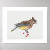 Cedar Waxwing Art Print Poster (Vorne)