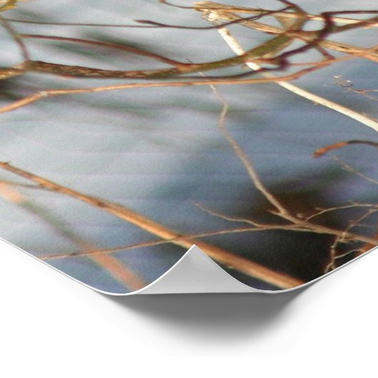 Cedar Waxwing bei Wintertieren Poster (Ecke)