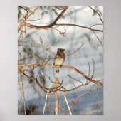 Cedar Waxwing bei Wintertieren Poster (Vorne)