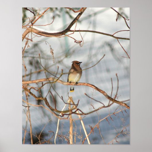 Cedar Waxwing bei Wintertieren Poster (Vorne)
