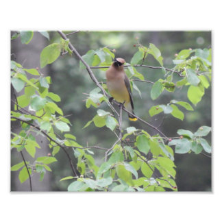 Cedar Waxwing Bird Foto