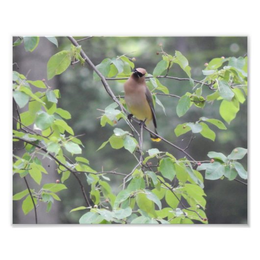 Cedar Waxwing Bird Foto (Vorne)