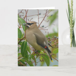 Cedar Waxwing Card Karte