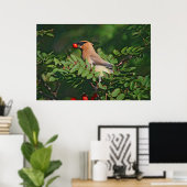 Cedar Waxwing Eating Mountain Ash Berry Poster (Heimbüro)